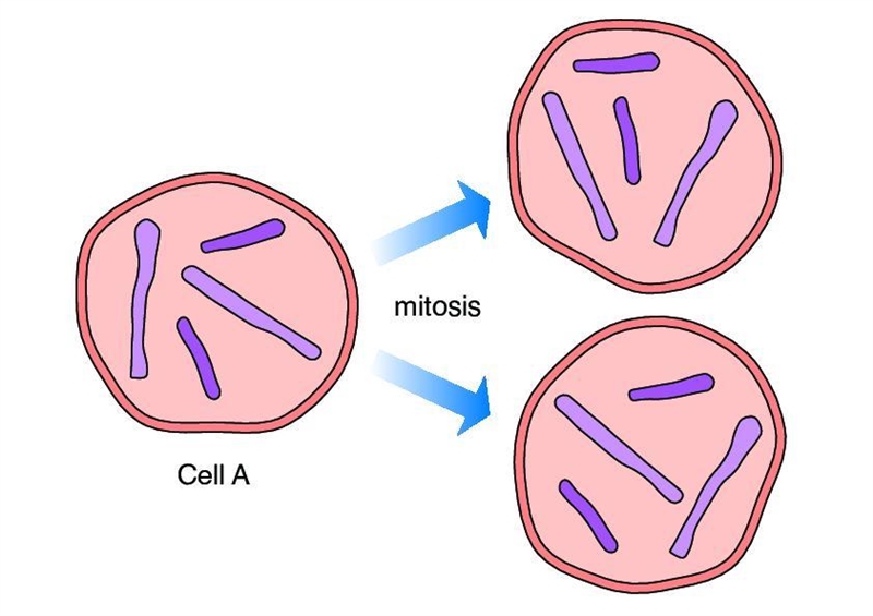 During which stage of the cell cycle does cell division occur? o interphase o quiescence-example-1