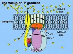 What are the functions of the plasma membrane proton pump?-example-1