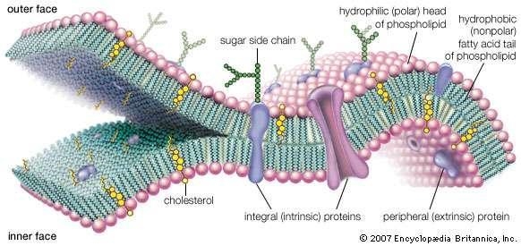 What relationship exists between nutrients and biomolecules?-example-2