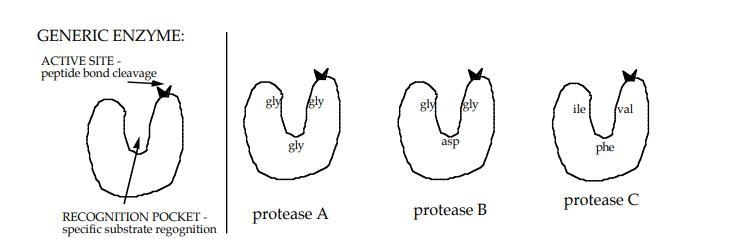 One member of the serine protease family is trypsin. Trypsin cleaves the polypeptide-example-1