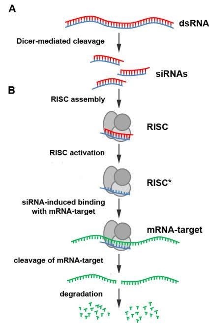 RNA interference (RNAi) is a mechanism of gene silencing that is mediated by the presence-example-2