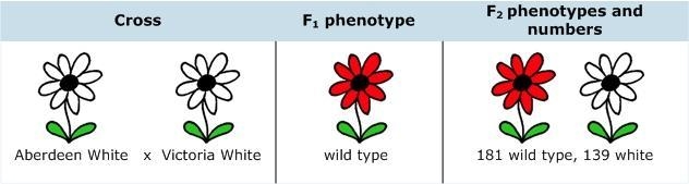 You study color variants of Arabidopsis hypotheticus, a plant with red flowers. You-example-2