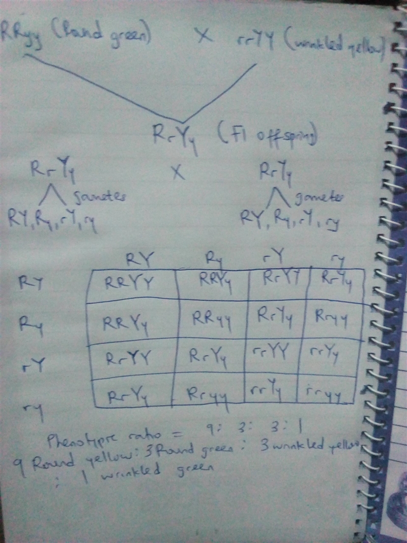 g a true breeding pea plant with round and green seeds was crossed to a true-breeding-example-1