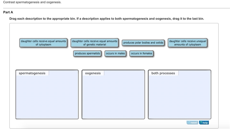 Contrast spermatogenesis and oogenesis. Part A Drag each description to the appropriate-example-3