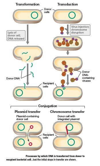 Not one of the ways that bacteria have adapted to become resistant to antimicrobial-example-1