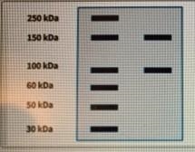 A protein sample complex consists of two proteins, a smaller protein, X, and a larger-example-1