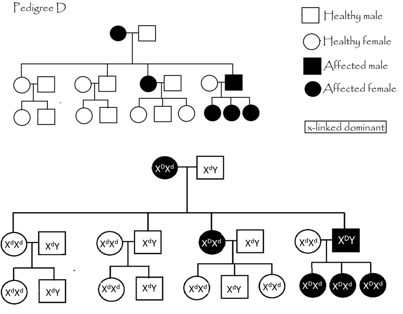 Pedigree D is most likely X-linked dominant. What is/are the genotype(s) of the parent-example-1