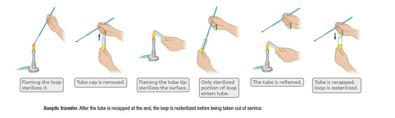 Place the steps in the proper order that you would follow when you are aseptically-example-1