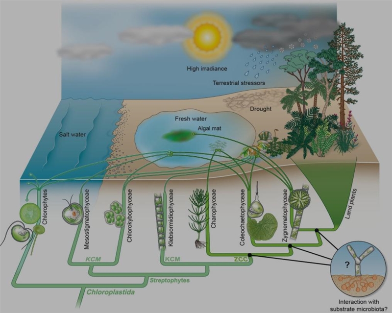 A geochronological scale measured in Millions of Years Ago or M Y A. Mesozoic era-example-1