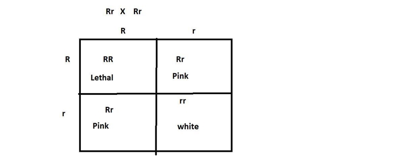 You are an aspiring botanist and decide to study some orchid genetics. Knowing that-example-1