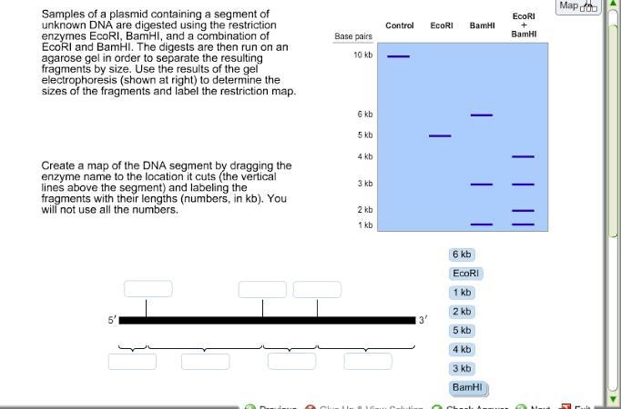 After applying the selection process, your bacterial cells may contain at least three-example-5