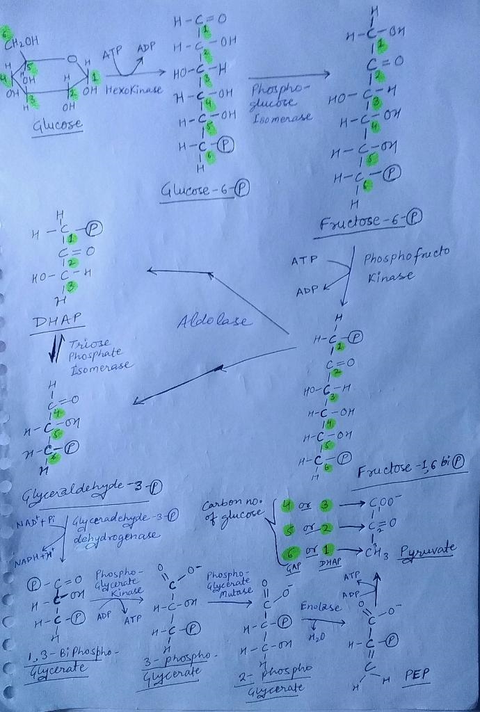 Write the entire glycolysis pathway from glucose to pyruvate with each carbon numbered-example-1