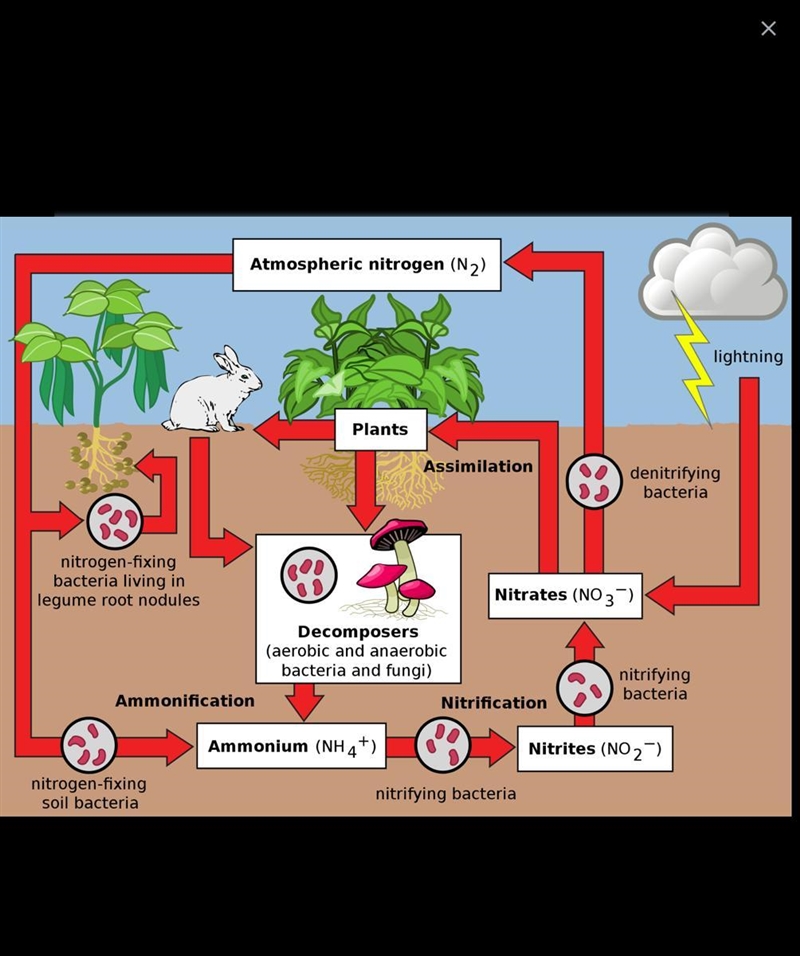 You are a molecule of nitrogen. Choose a starting point in the nitrogen cycle and-example-1