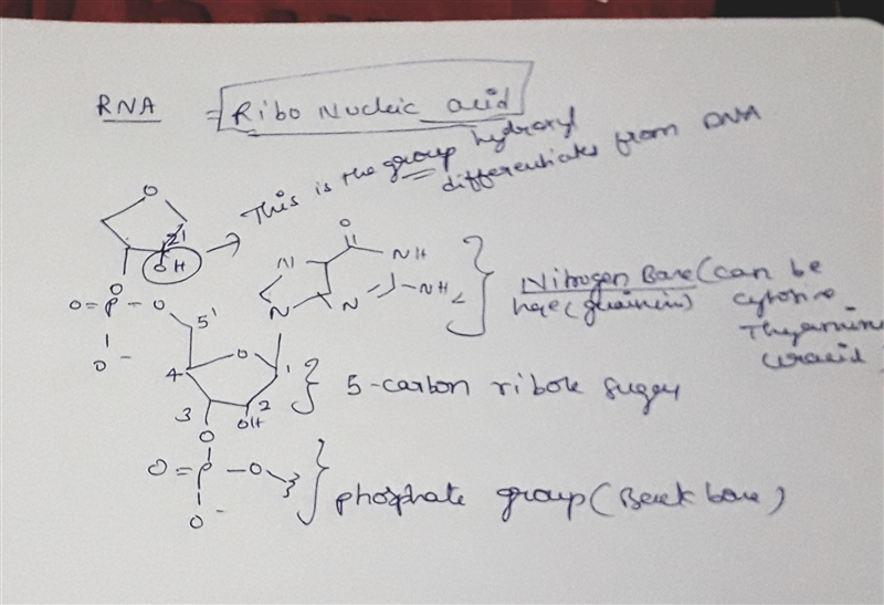 determine the ratio of average maximum elongation rate for the modified RNA polymerase-example-1