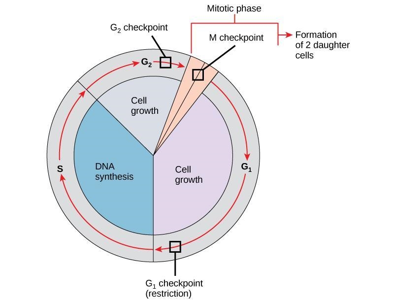 List and briefly describe the steps needed to create a stable mutation in the DNA-example-1