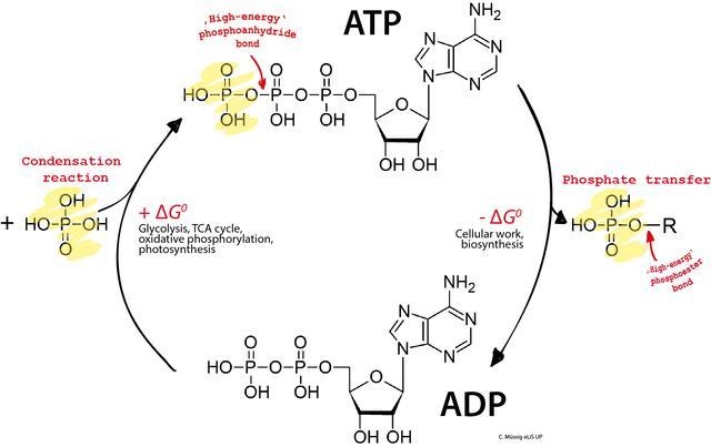 Which of the following can combine in a cell to convert a lower-energy molecule into-example-1