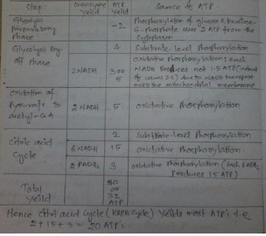 The complete oxidation of one glucose molecule yields 30 or more ATPATP . Glucose-example-1