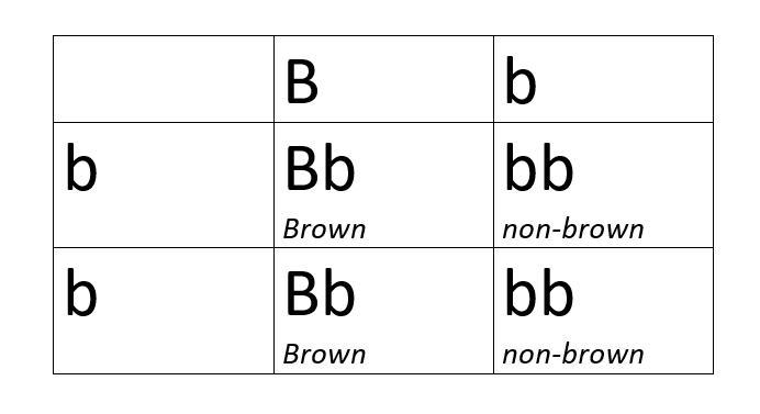 If you have a pet cockroach with a brown body, how could you find out if it is heterozygous-example-2