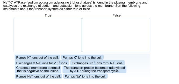 Na / K ATPase (sodium potassum adenosine triphosphatase) is found in the plasma membrane-example-1