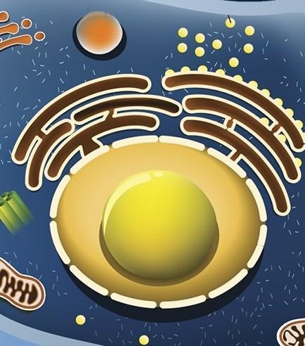 What are the functions of the smooth endoplasmic reticulum-example-1