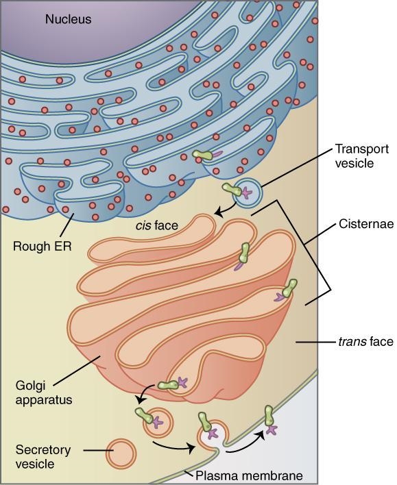 Which organelle that plays a central role in the transport of new molecules from inside-example-1