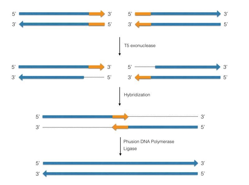 Gibson Assembly – Several enzymes are present in the Gibson assembly reaction. For-example-2