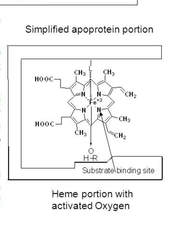 You are interested in examining the metabolism of a new drug that has been developed-example-1