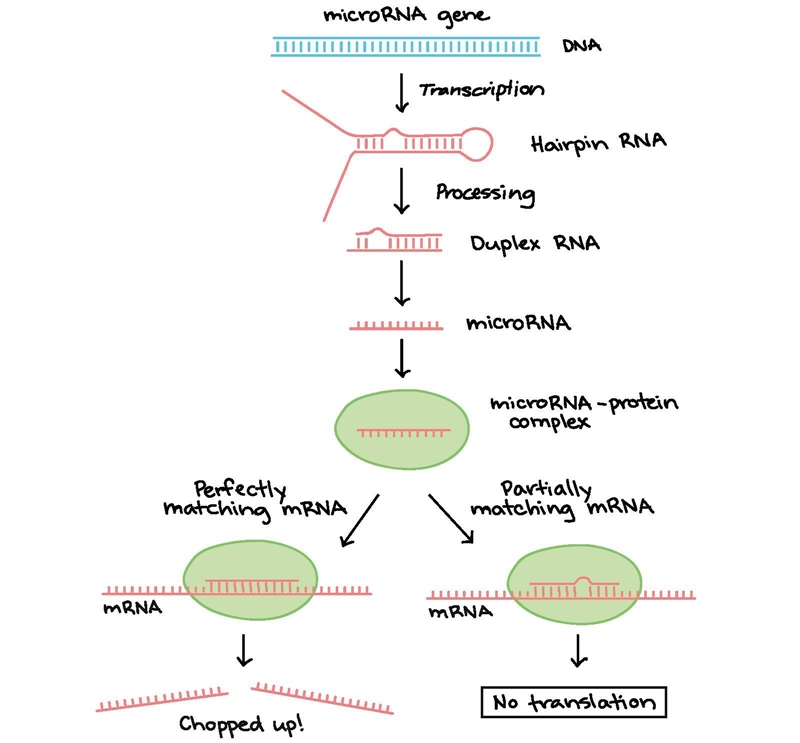 RNA interference (RNAi) is a mechanism of gene silencing that is mediated by the presence-example-1