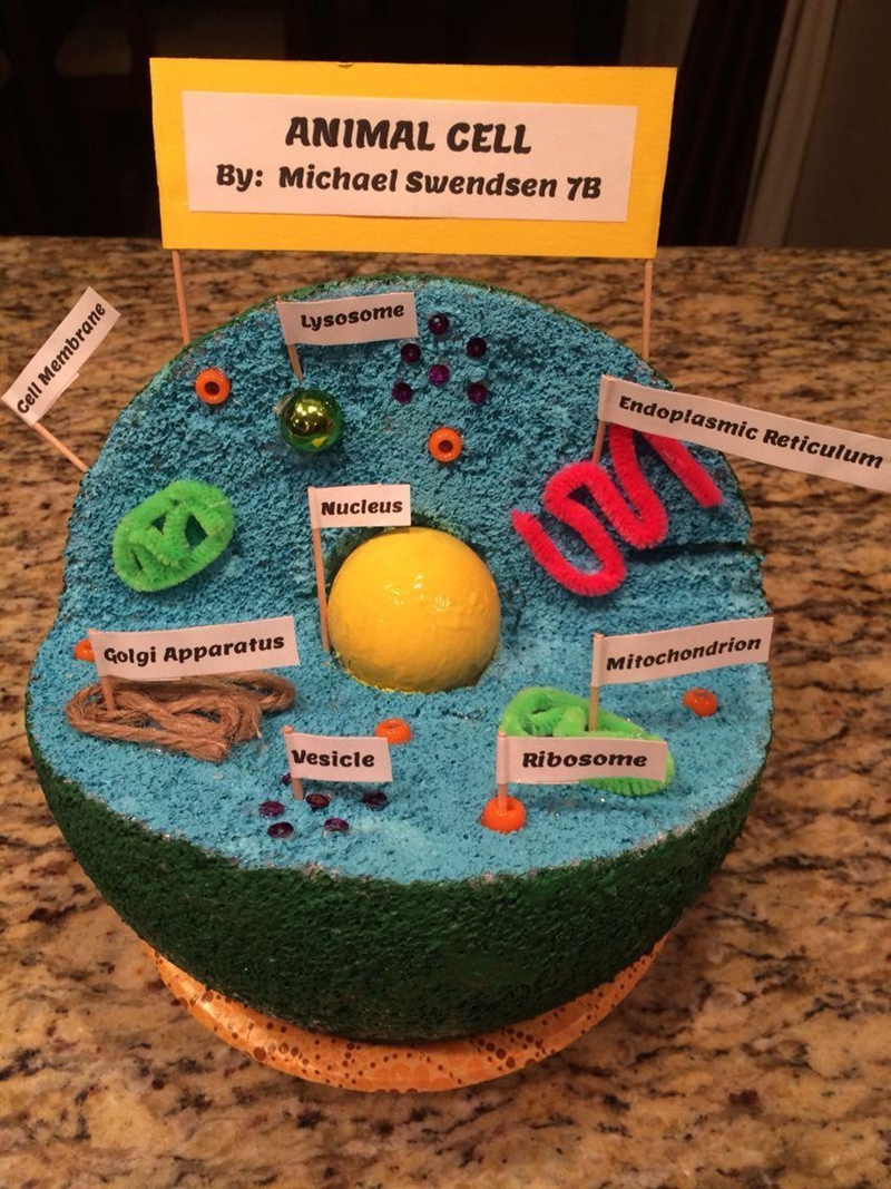 Many schools have students make models of cells, but we ask that you make a model-example-1