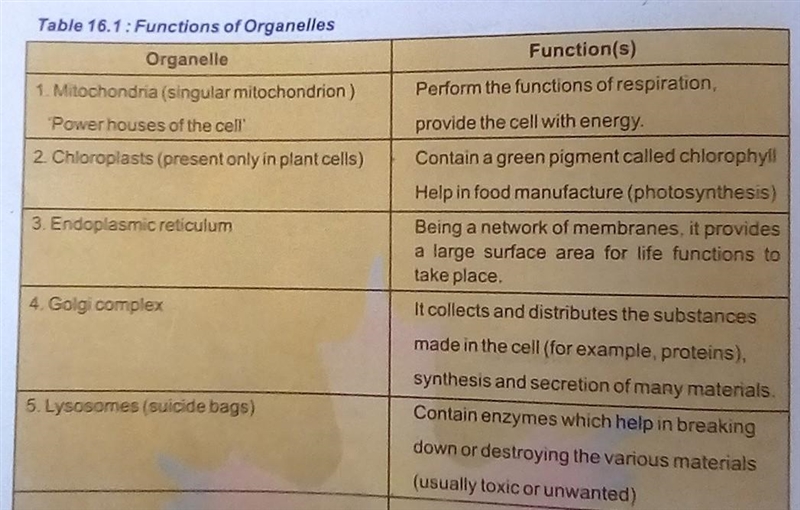 ‼️‼️NEED HELP ASAP)‼️‼️‼️ Structure of Cell Function: Factory Part or Worker: {Cell-example-1