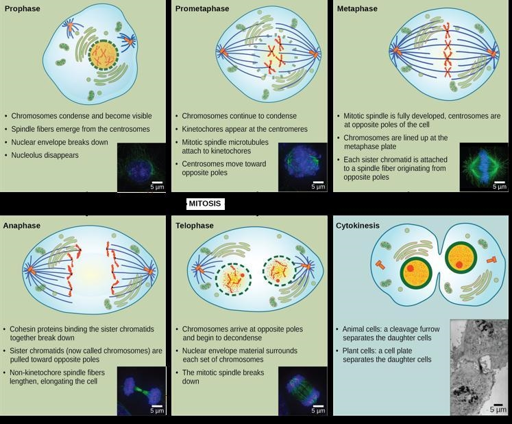 How can you tell the difference between the different phases of mitosis each cell-example-1