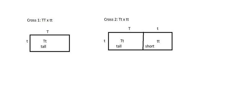 A tall (dominant trait) pea plant is crossed with a short (recessive trait) pea plant-example-1