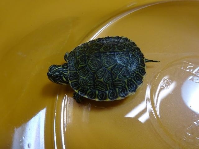 Does anyone know what type of turtle this is? I really need to know.-example-2