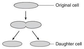 Which statement most likely describes the daughter cells produced in the diagram-example-1