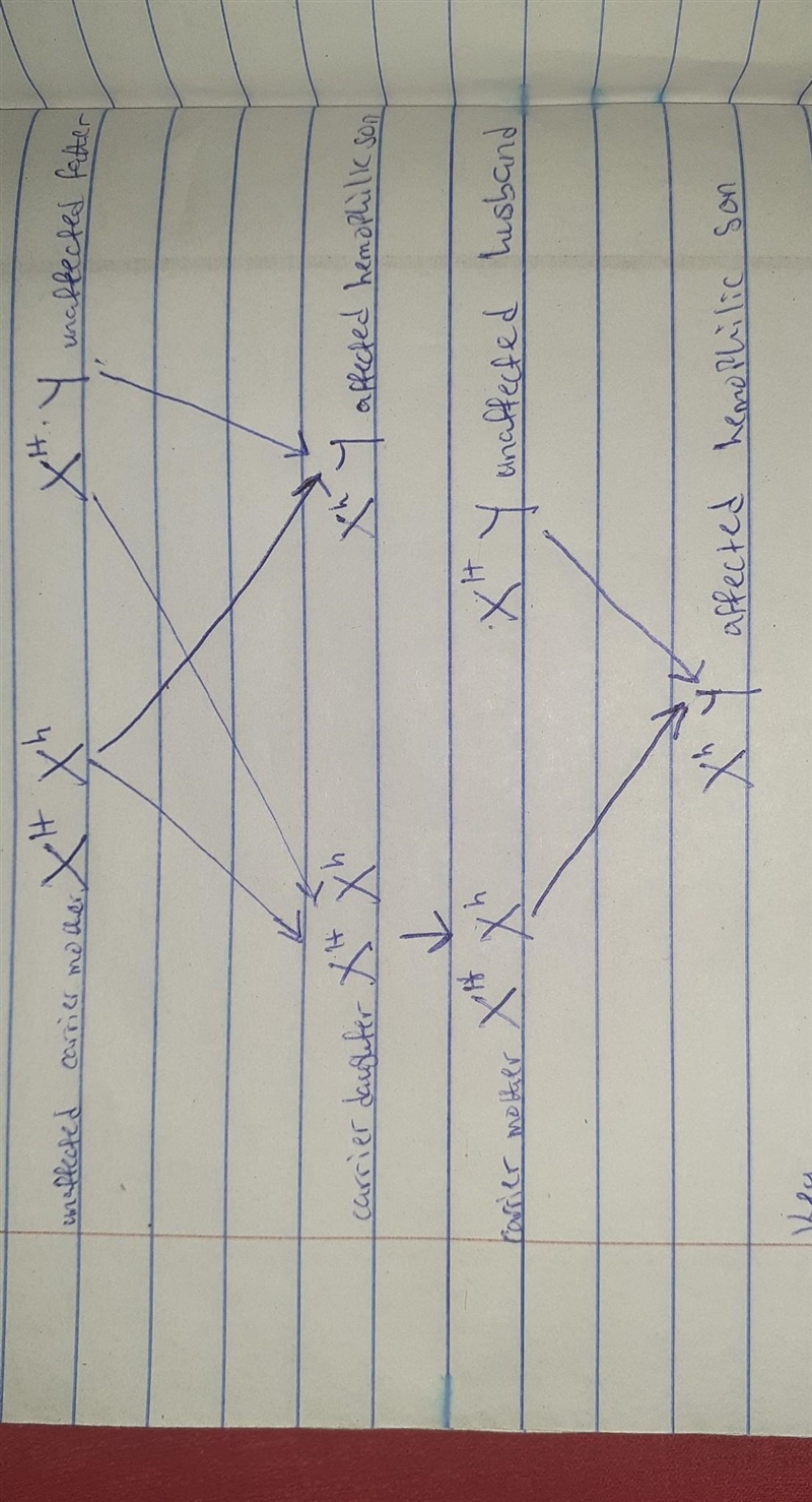 Two people without hemophilia marry and have a hemophilic son. Their daughter is normal-example-1