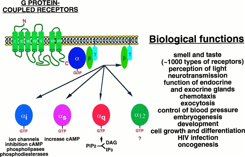 When both ___________________ are in their receptor sites, the molecules form a dimer-example-1