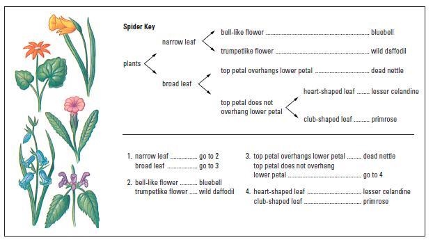 Dichotomous key example-example-1