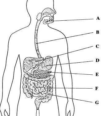 In the diagram below, what part of the digestive system is labeled A?-example-1