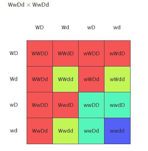 In imaginary fruit, white fruit color (W) is dominant over yellow fruit color (w) and-example-1