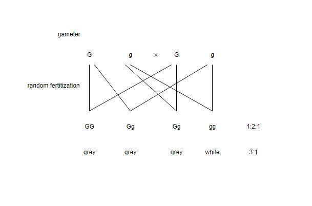 Coloration in mockingjays is determined by a single gene. The G allele leads to grey-example-1