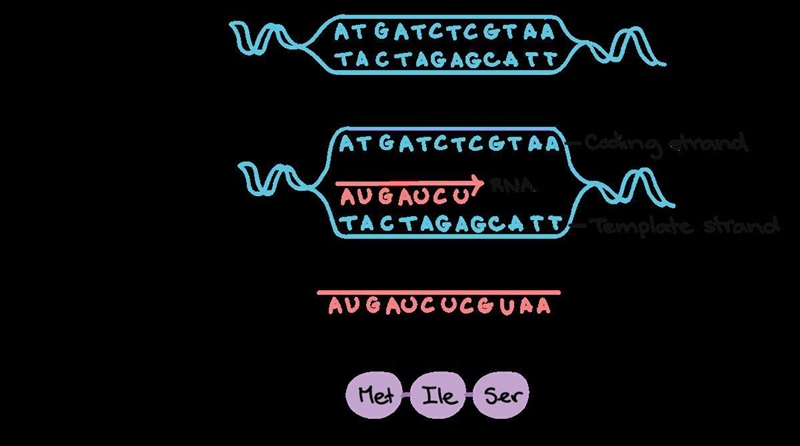 Image of transcription-example-1