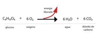 Which of the following is not a product of cellular respiration? a. CO2 b. Energy-example-1