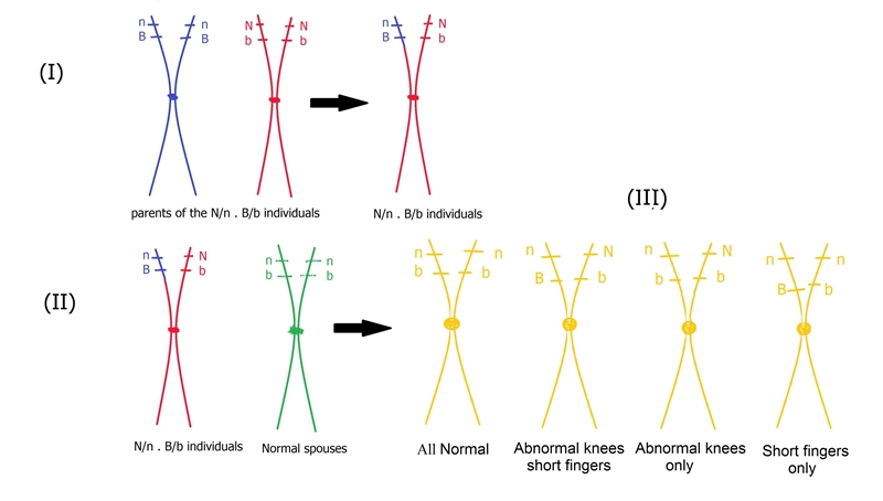 In humans, the dominant allele N causes an abnormal shape of the patella in the knee-example-1