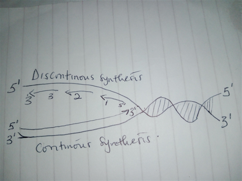 Use the template of a replication fork to draw arrows that represent both continuous-example-1