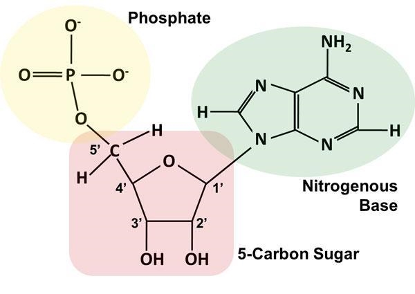 In essence, DNA is a thin and very, very long organic molecule. It is a polymer, and-example-2