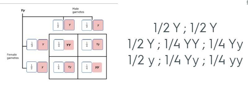 Use the completed Punnett square in Part B to answer the questions below about the-example-1