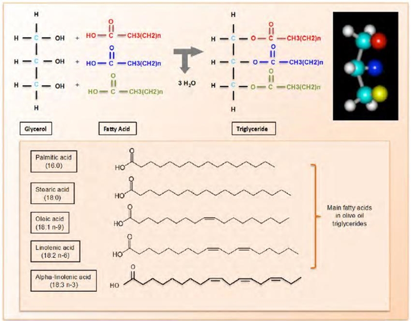 If a triglyceride that contains one palmitate and two linoleate groups is completely-example-2