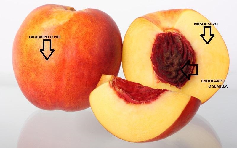 Draw a cross section of a peach, and label the structures. What parts of the flower-example-1