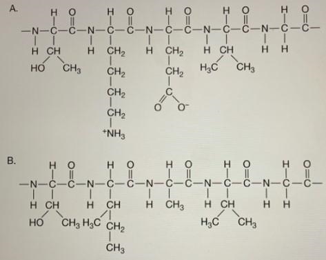 Using the template below that represents the four levels of protein structure, place-example-1