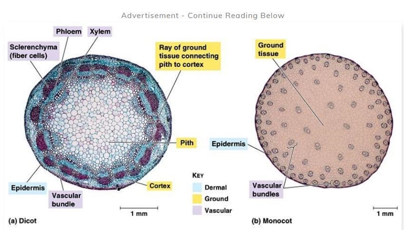 For the following characteristic, indicate M for monocot and E for eudicot. Vascular-example-1